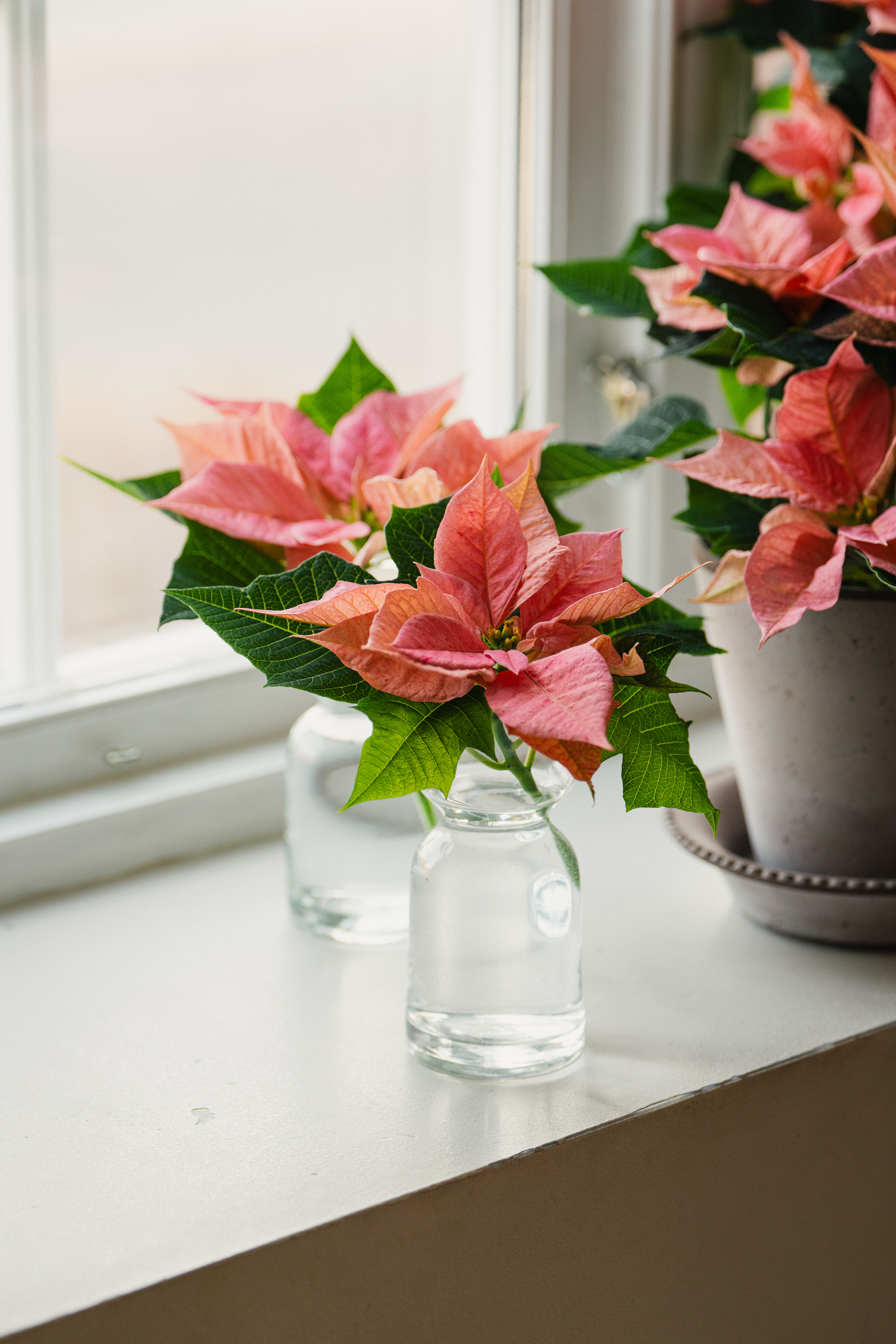 Julestjerne stelletips