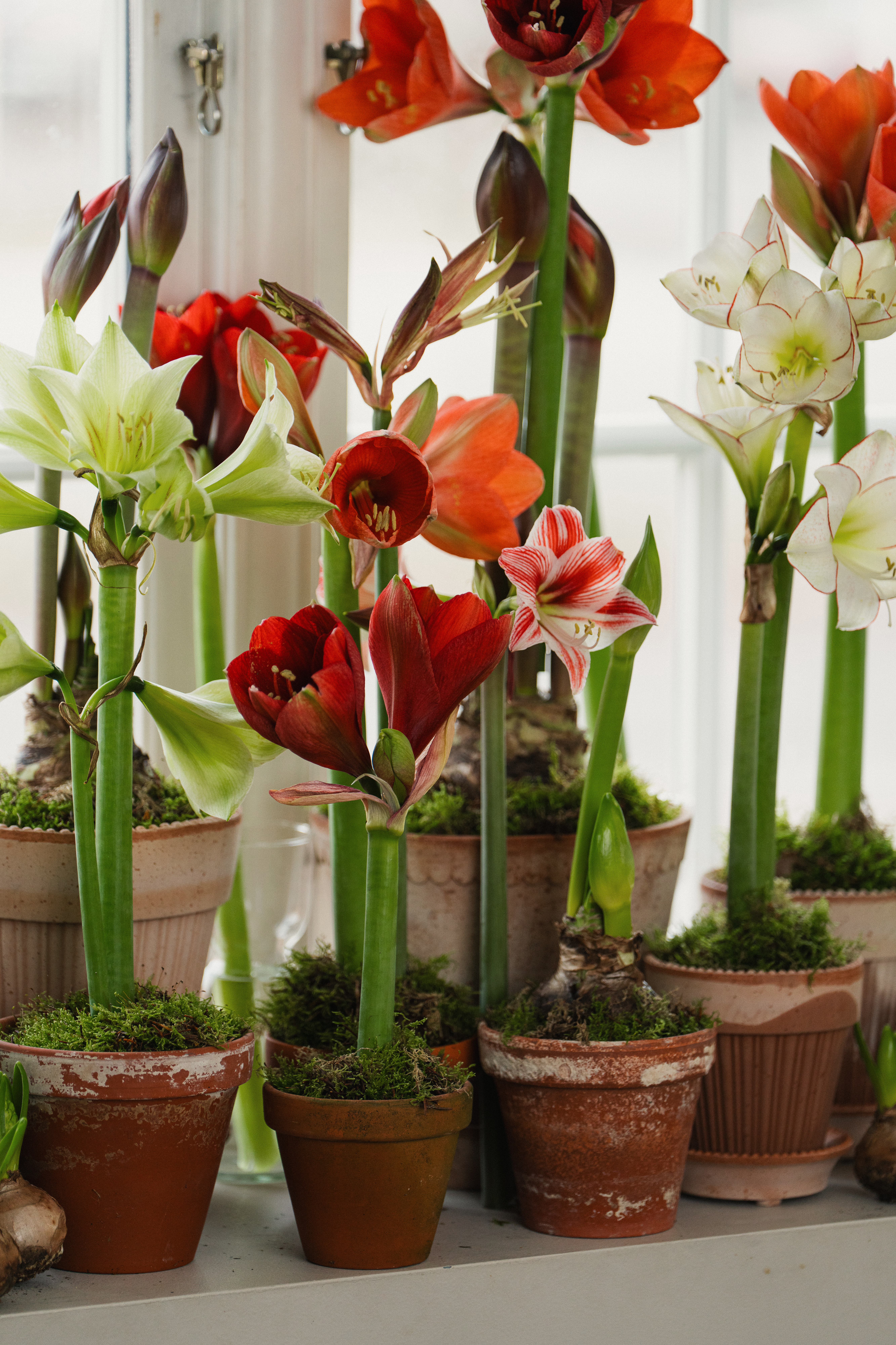 Amaryllis spesialsorter hageland
