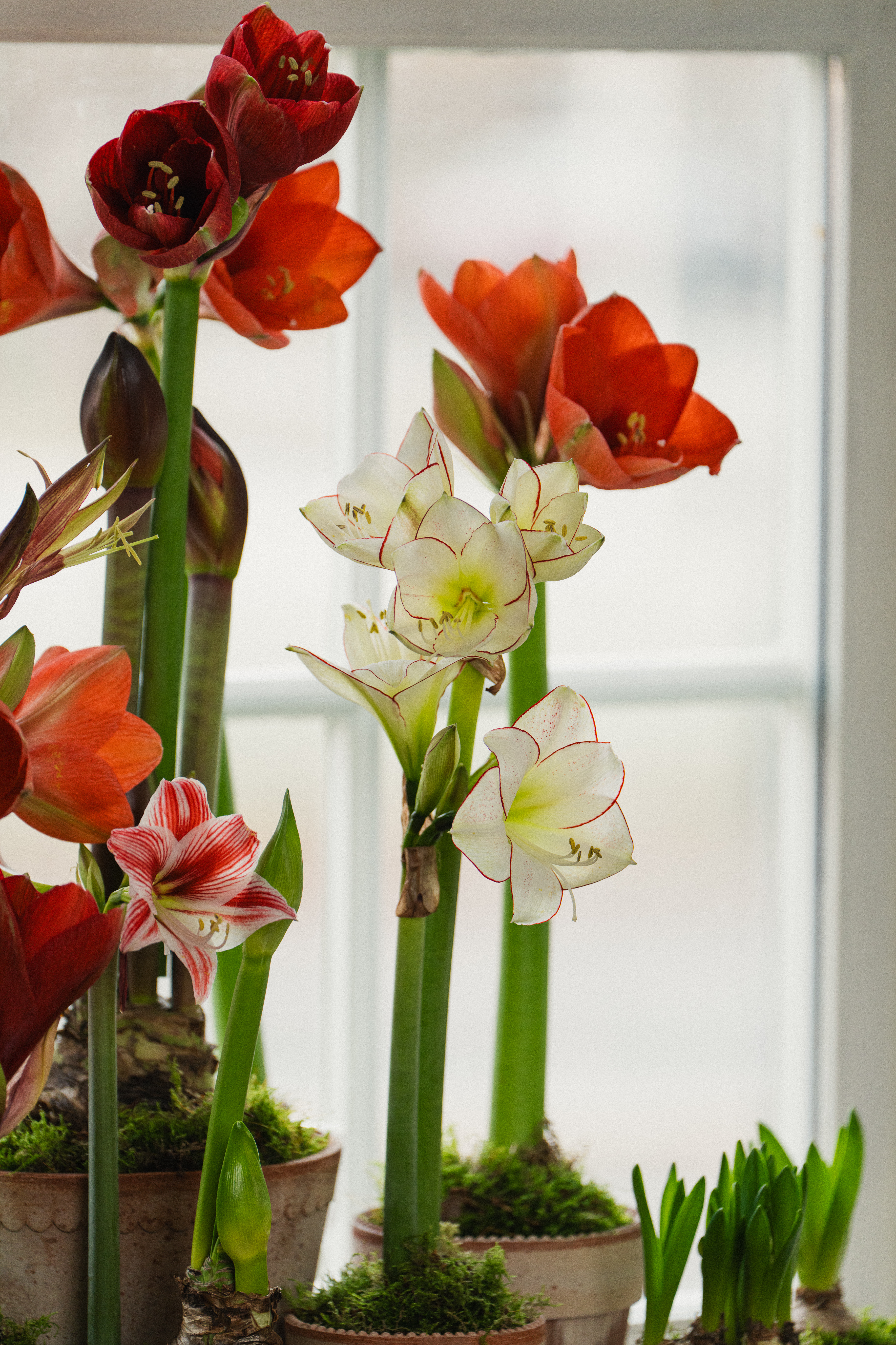 Amaryllis stesialsorter hageland