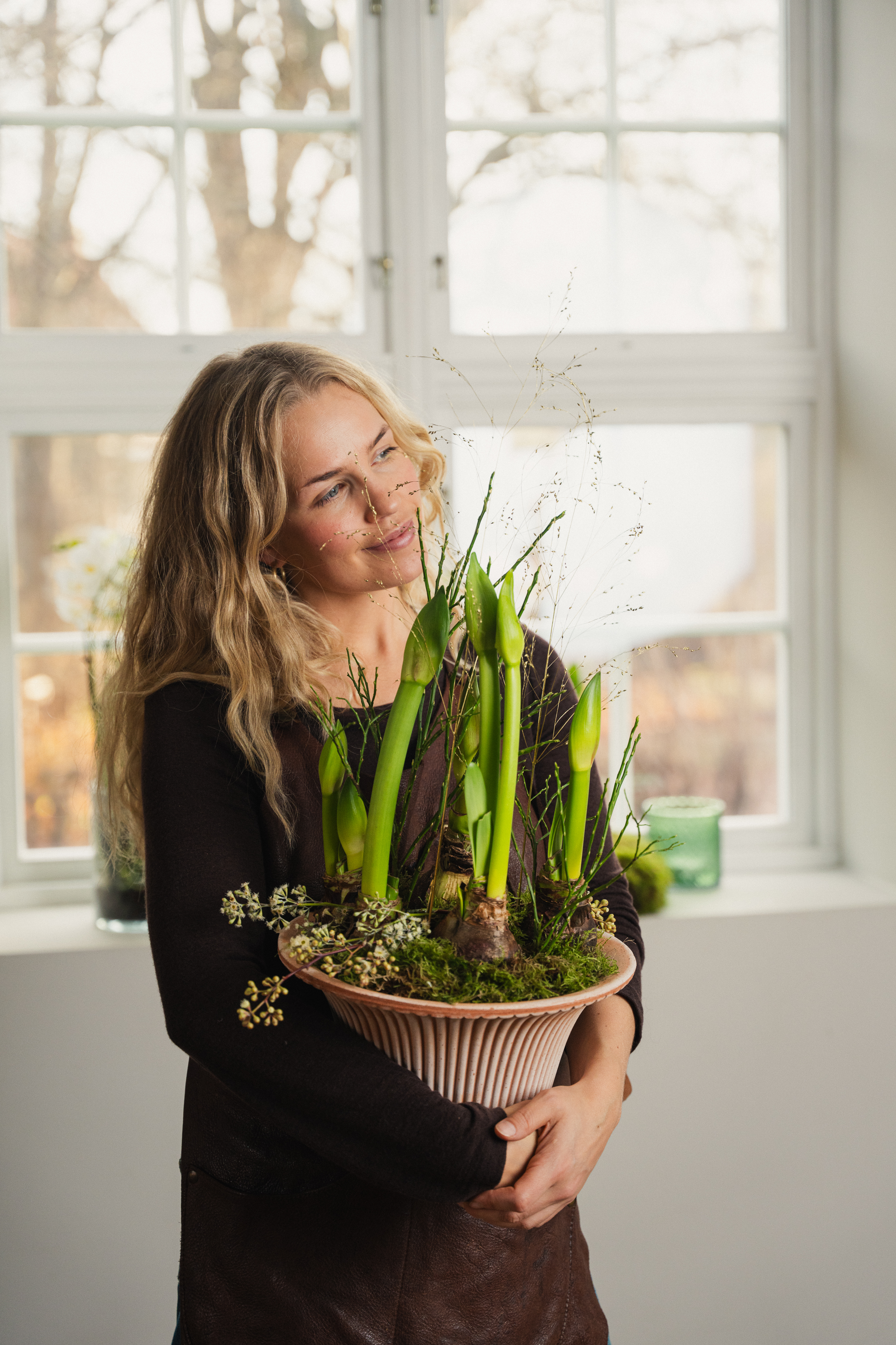 Amaryllis i vakker samplanting