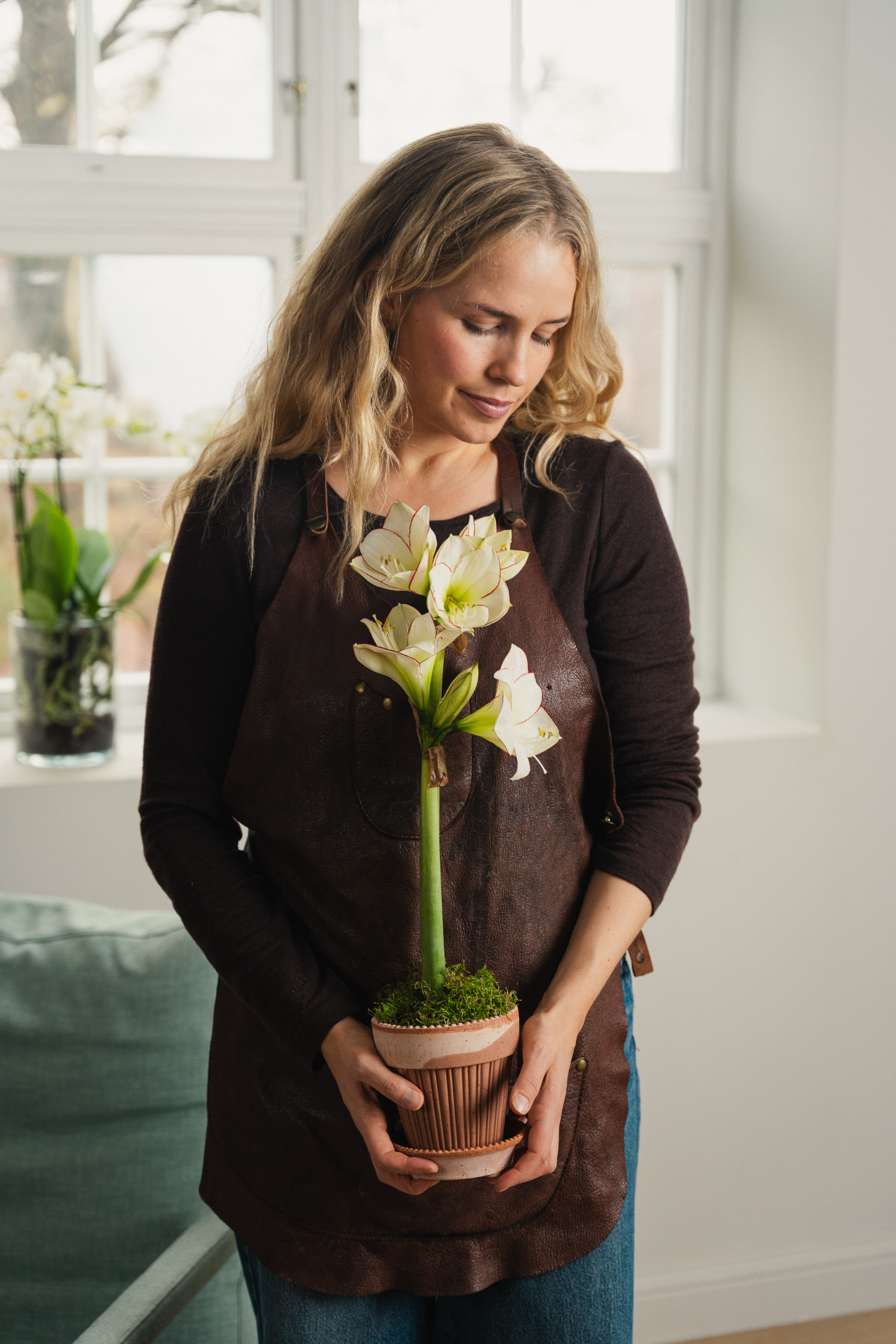 Amaryllis i Bergs potte med mose