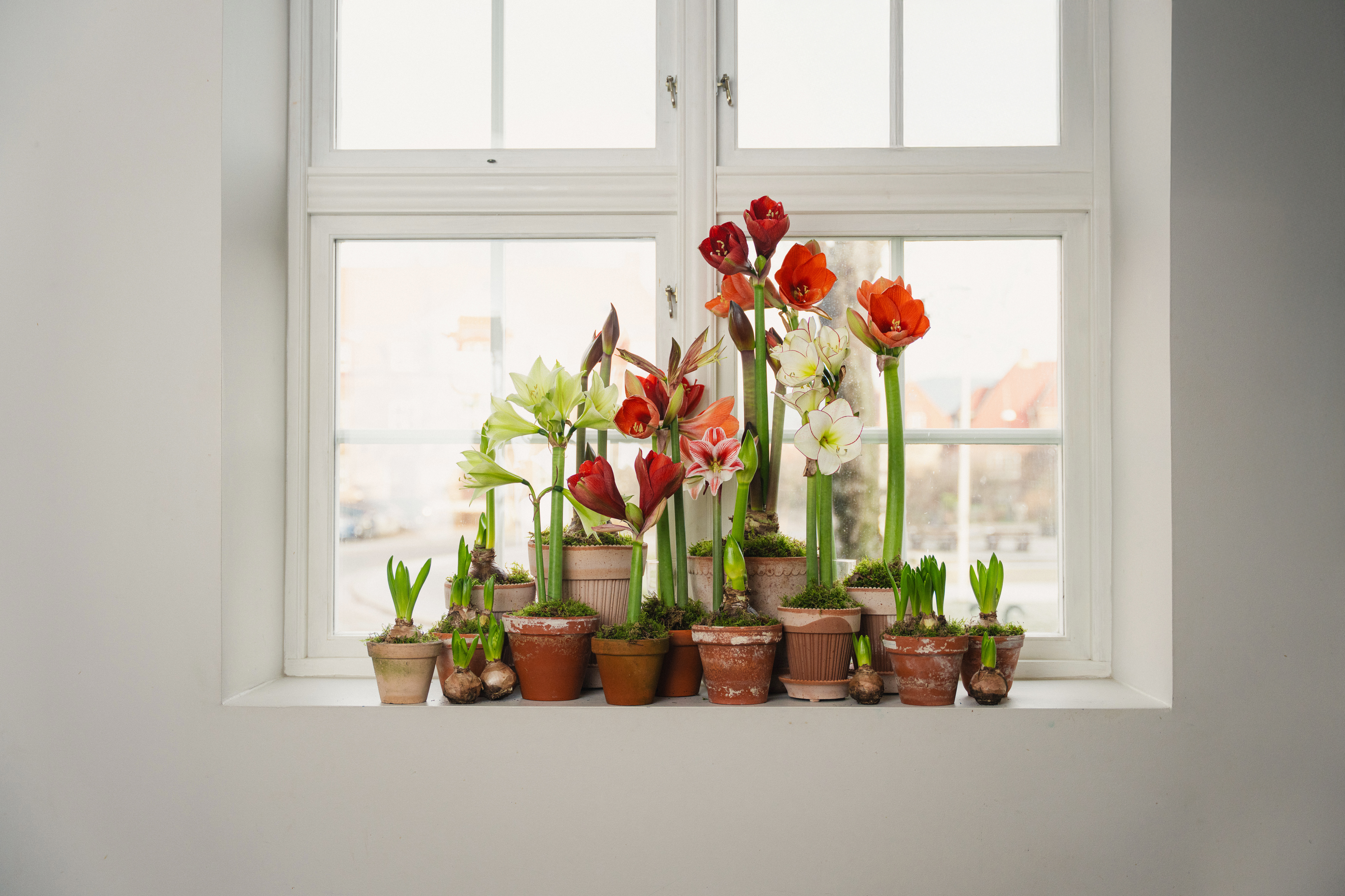 Amaryllis i mange farger og sorter