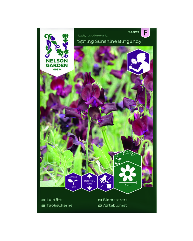 Blomsterert, Spring Sunshine Burgundy