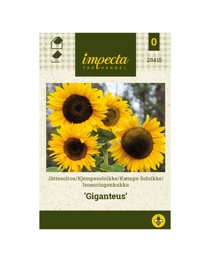 KJEMPESOLSIKKE GIGANTEUS