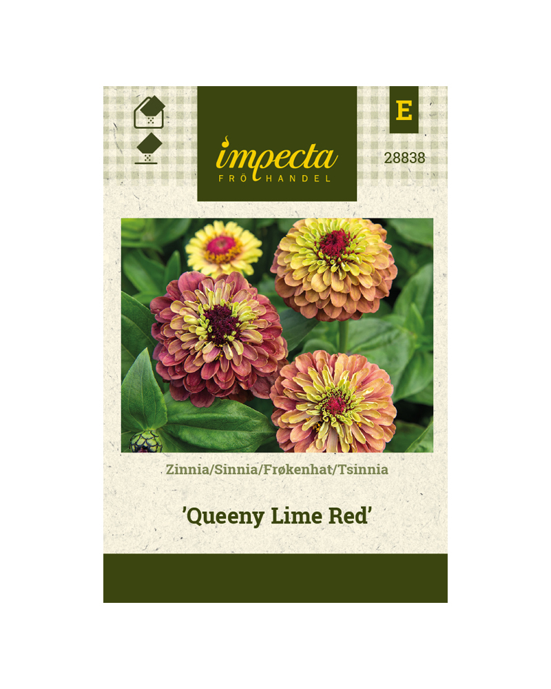 SINNIA QUEENY LIME RED