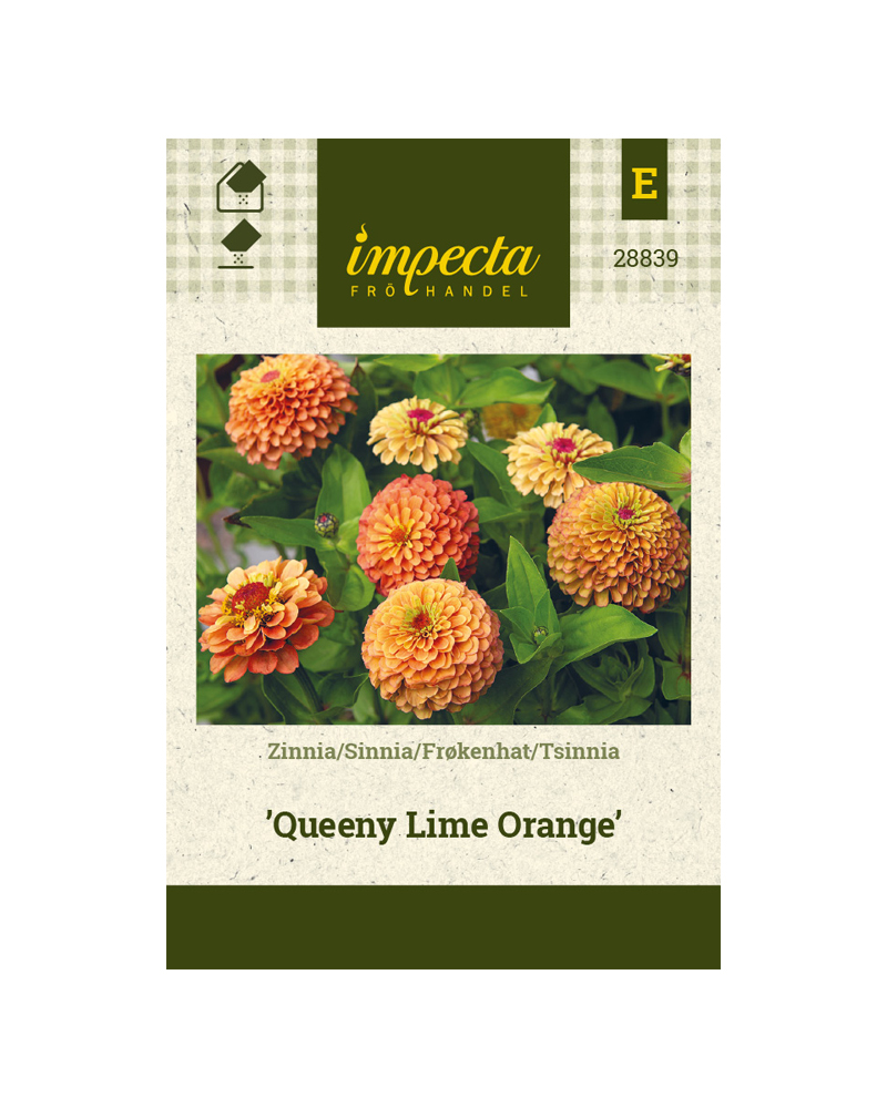 SINNIA QUEENY LIME ORANGE