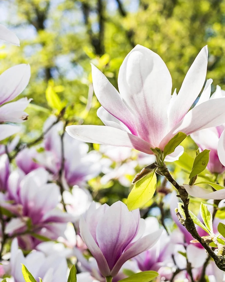 Magnolia Rosa Hvit Magnolia Blomstertegninger