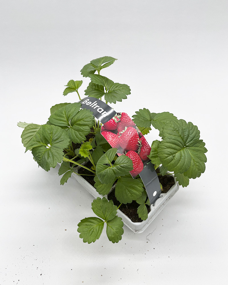 Jordbærplanter 'Beltran' 6 pk