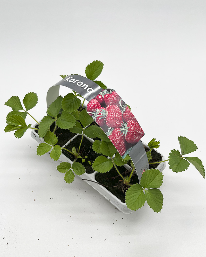 Jordbærplanter 'Korona' 6 pk