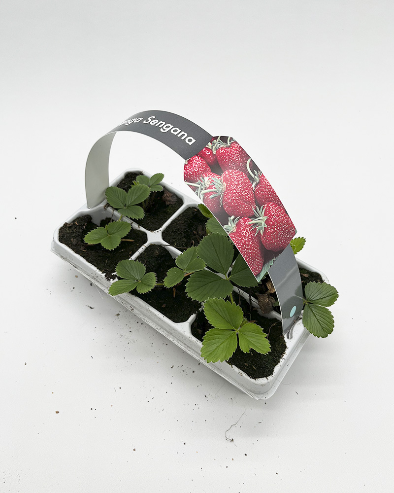 Jordbærplanter 'Senga Sengana' 6 pk