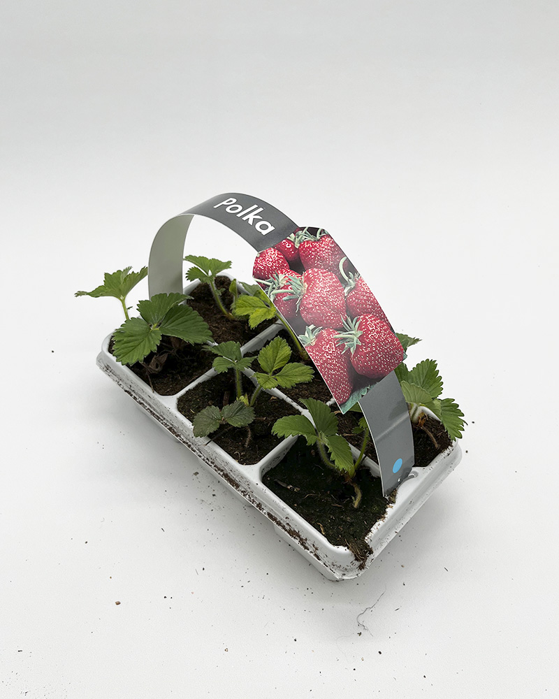 Jordbærplanter 'Polka' 6 pk