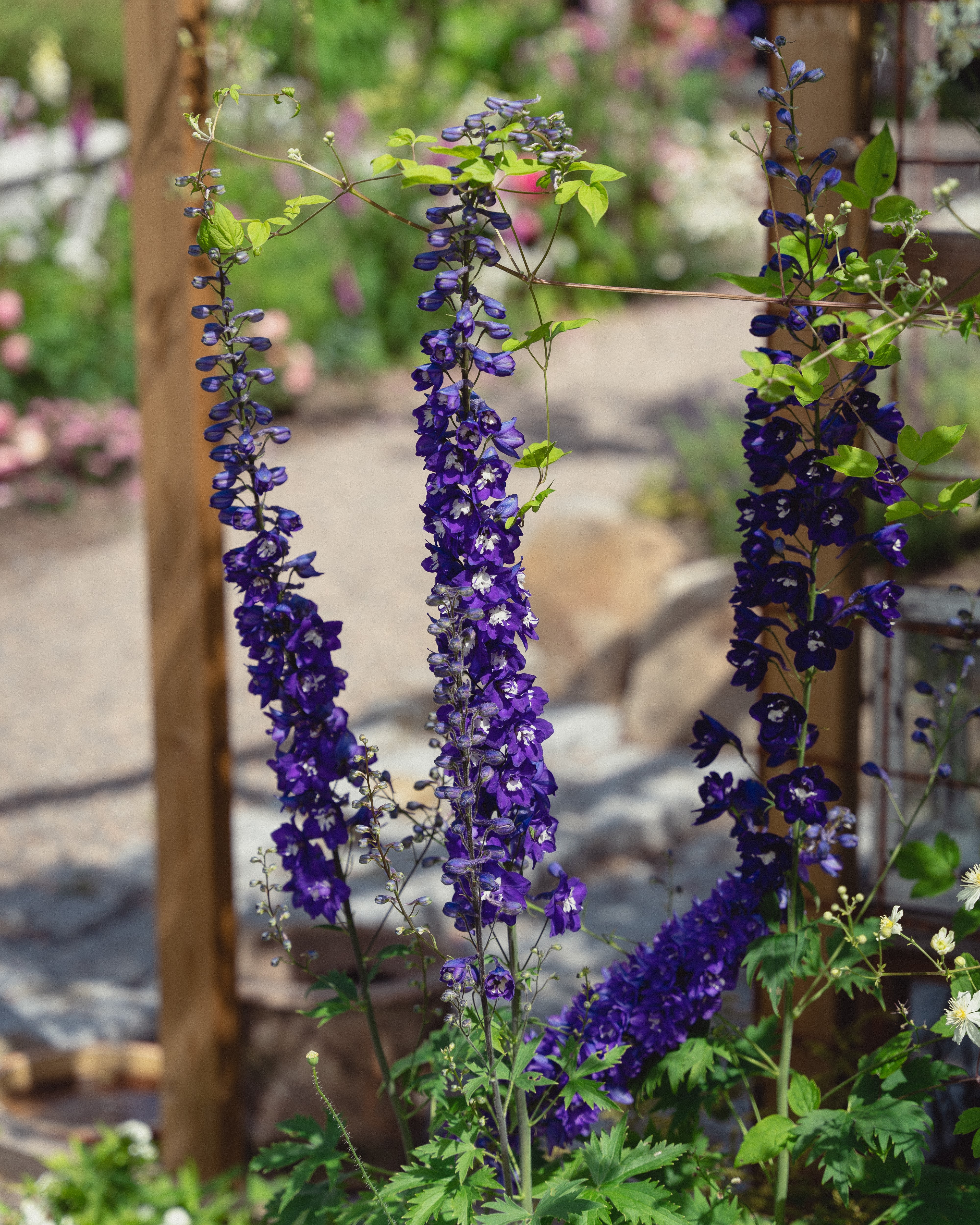 Ridderspore med lilla blomster