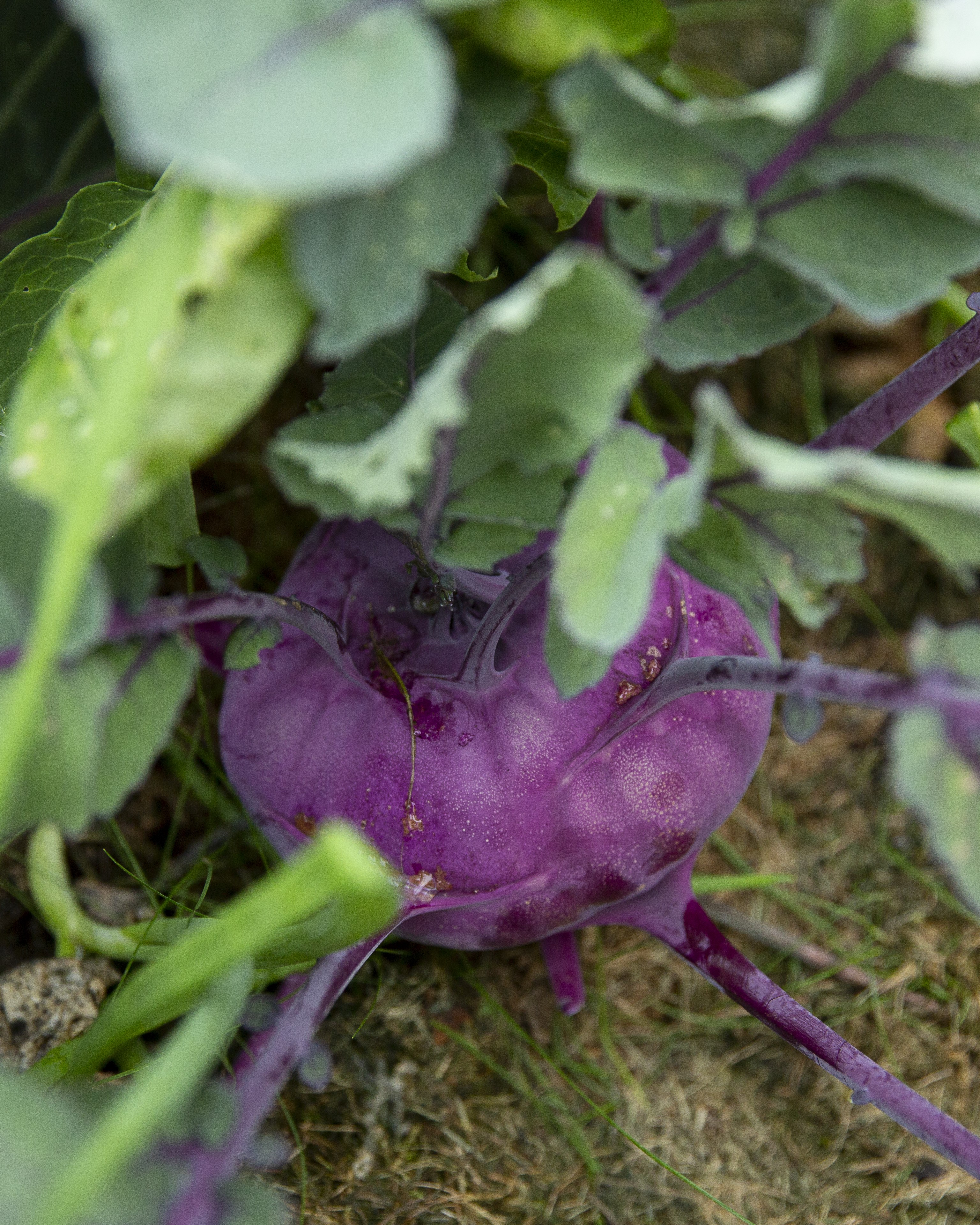 Knutekål dyrk selv i kjøkkenhagen