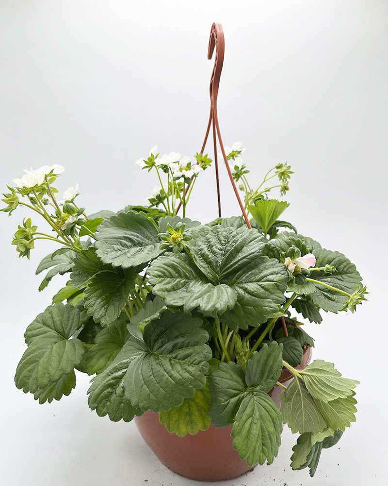 Jordbær dyrk selv på terrassen