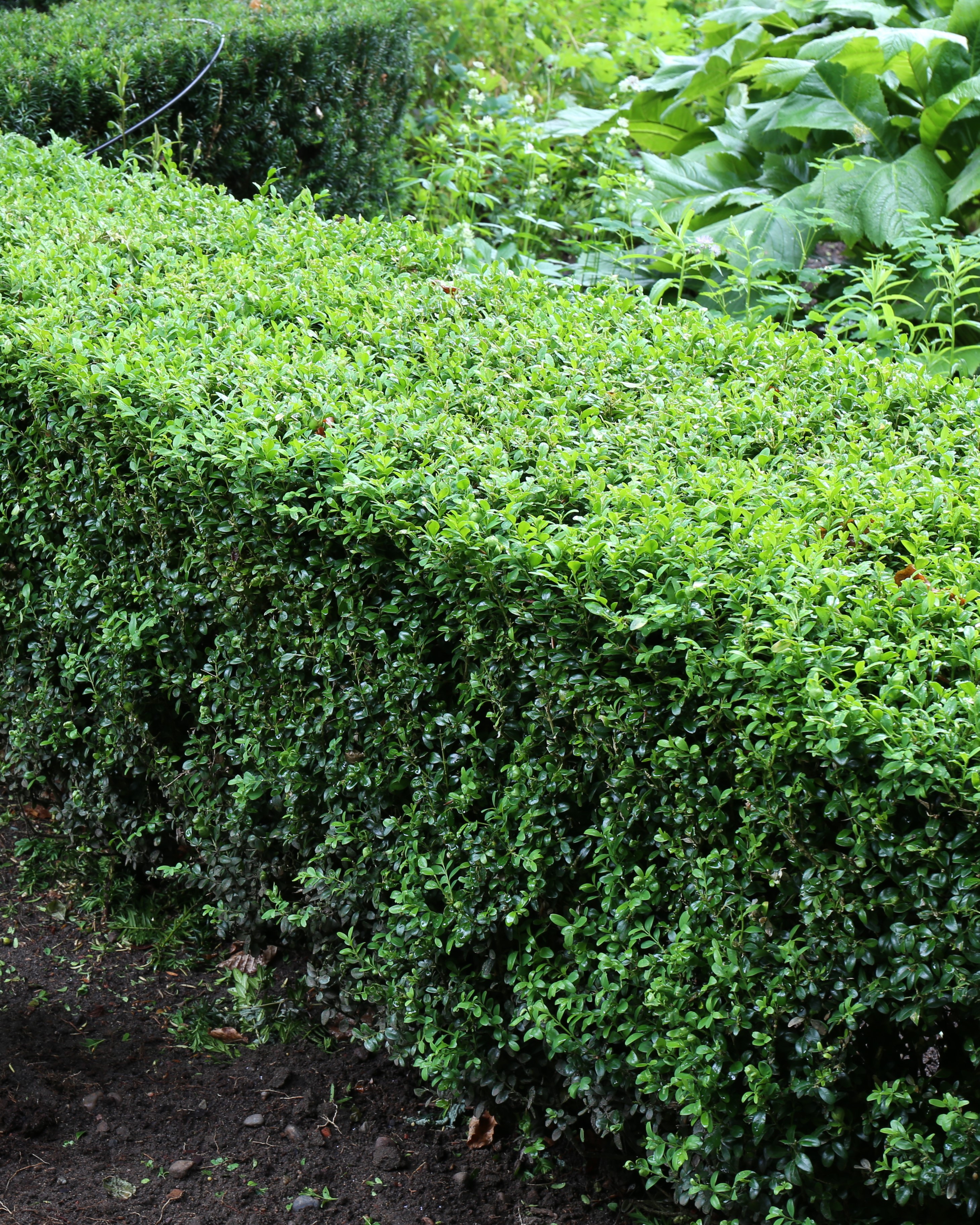 Hekk buksbom beskjæring