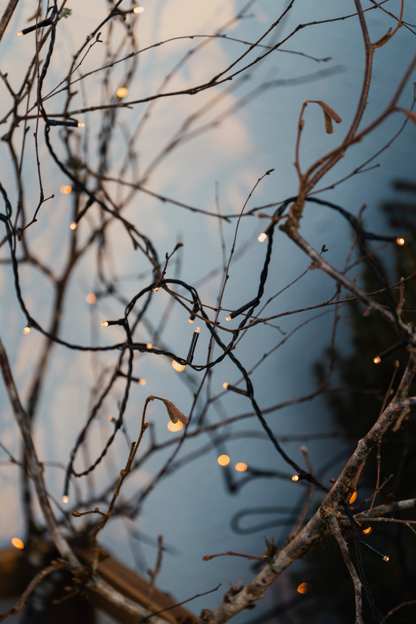 Lyslenke og lysslynge