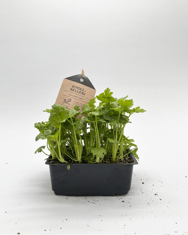 Grønnsaksplanter knollselleri i potte