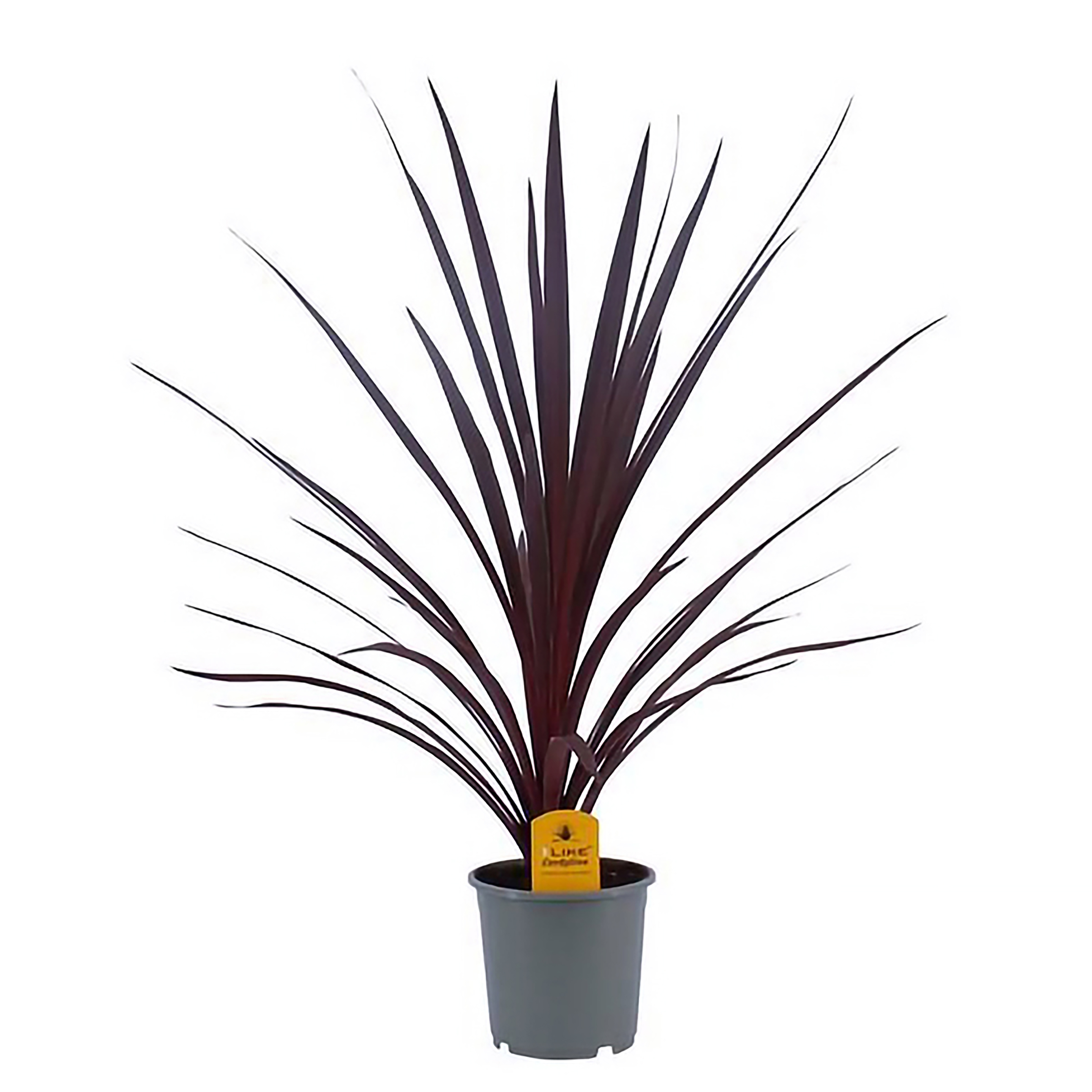 Australdrakelilje i potte