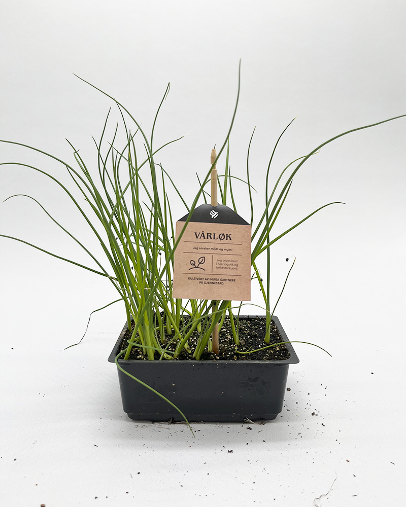 Grønnsaksplanter vårløk i potte