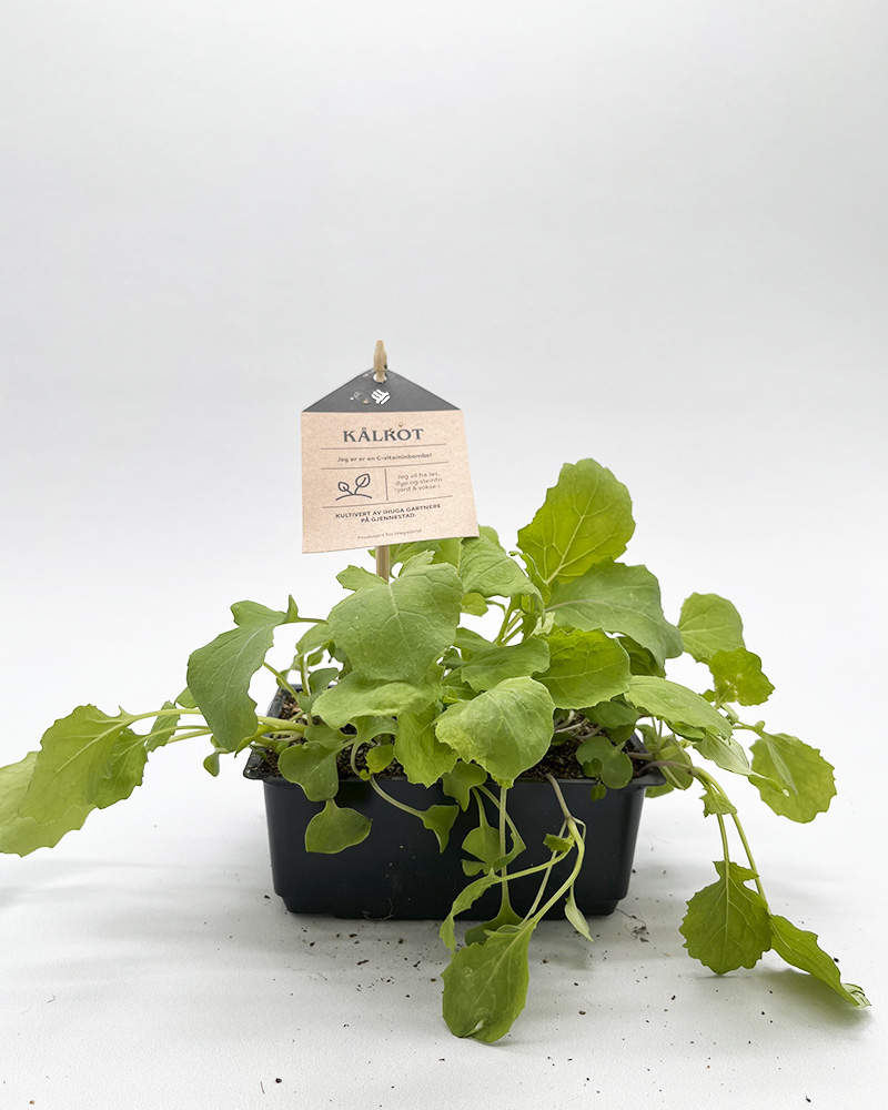 Grønnsaksplanter kålrot i potte