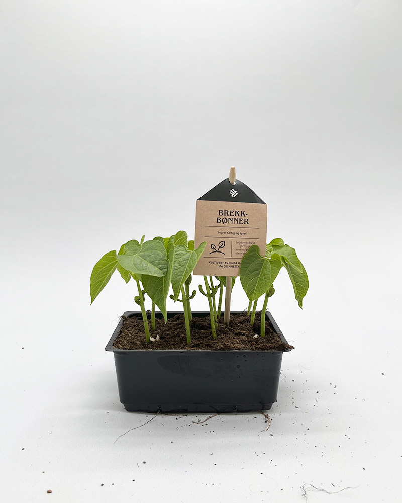 Grønnsaksplanter brekkbønner i potte