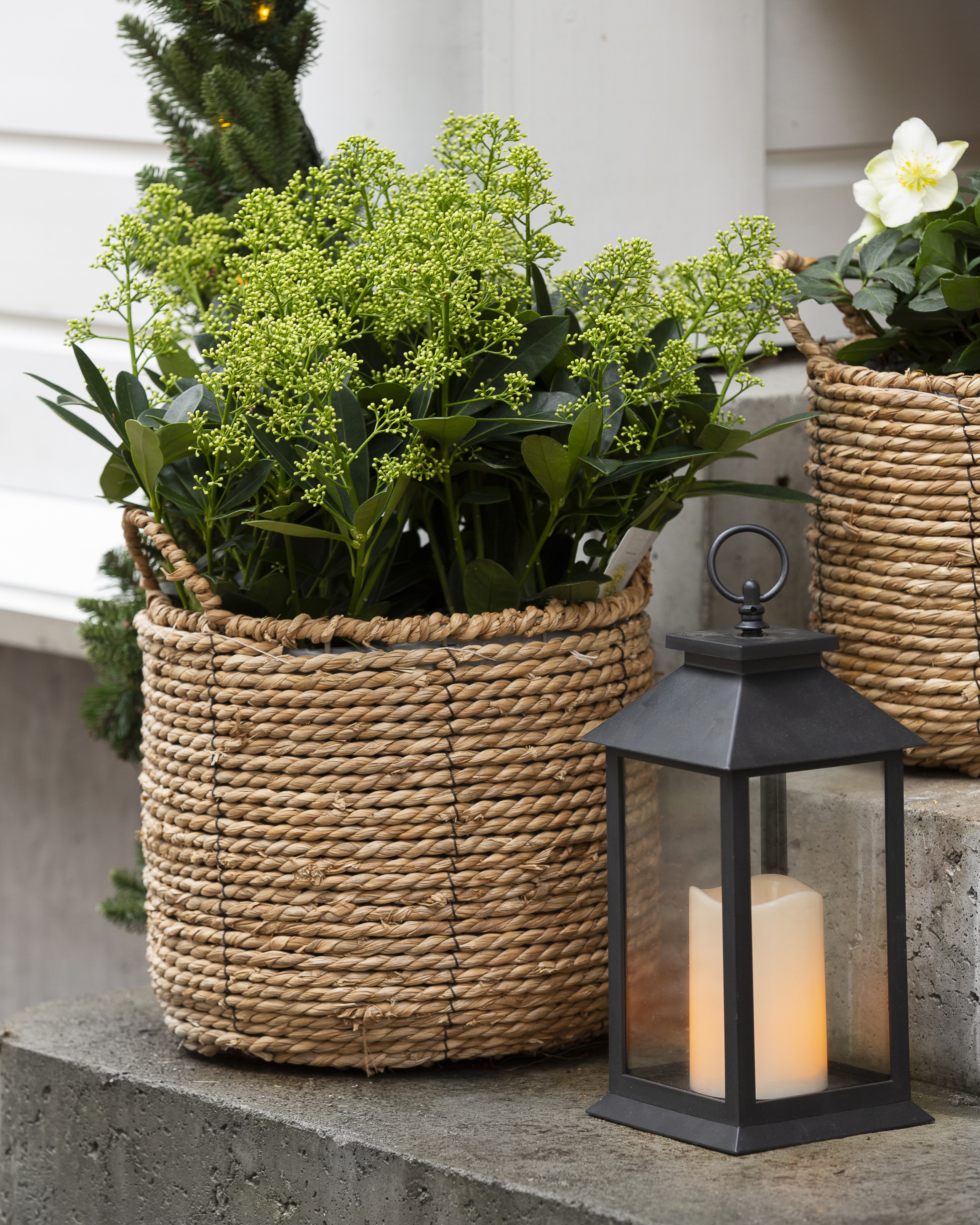 Skimmia i kurv på trappa