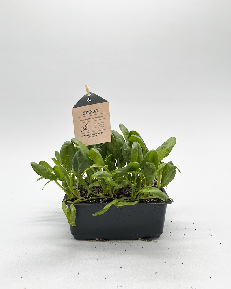 Grønnsaksplanter spinat i potte