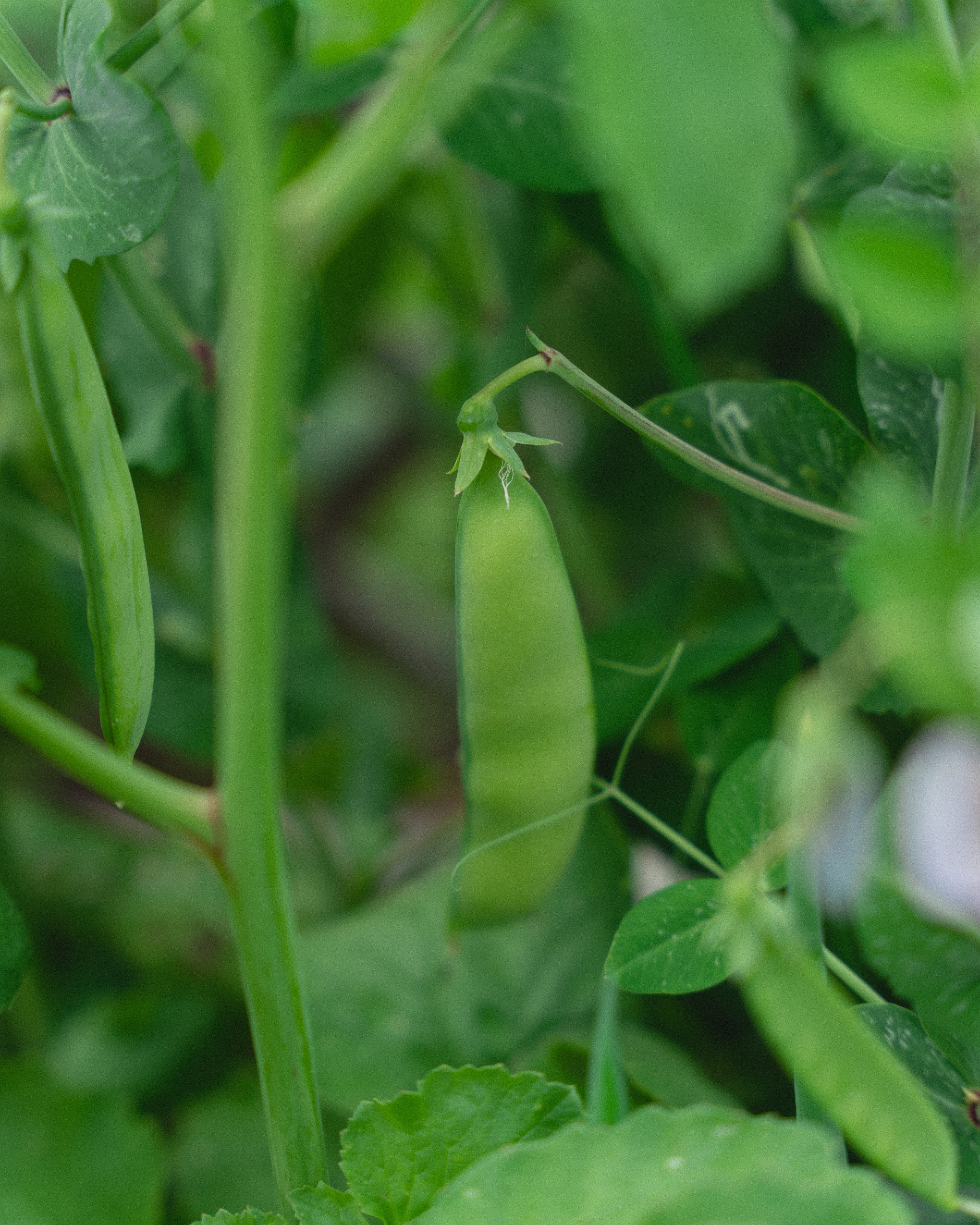 Sukkerter - Dyrk selv - Stort utvalg av grønnsaksplanter hos Hageland!