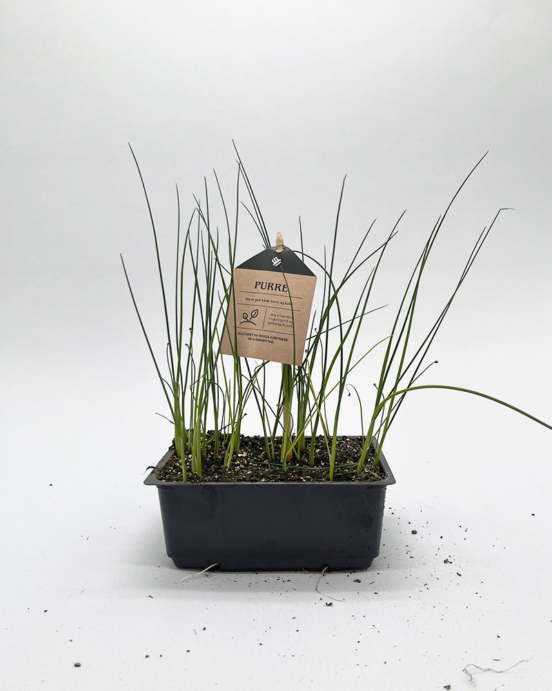 Grønnsaksplanter purre i potte