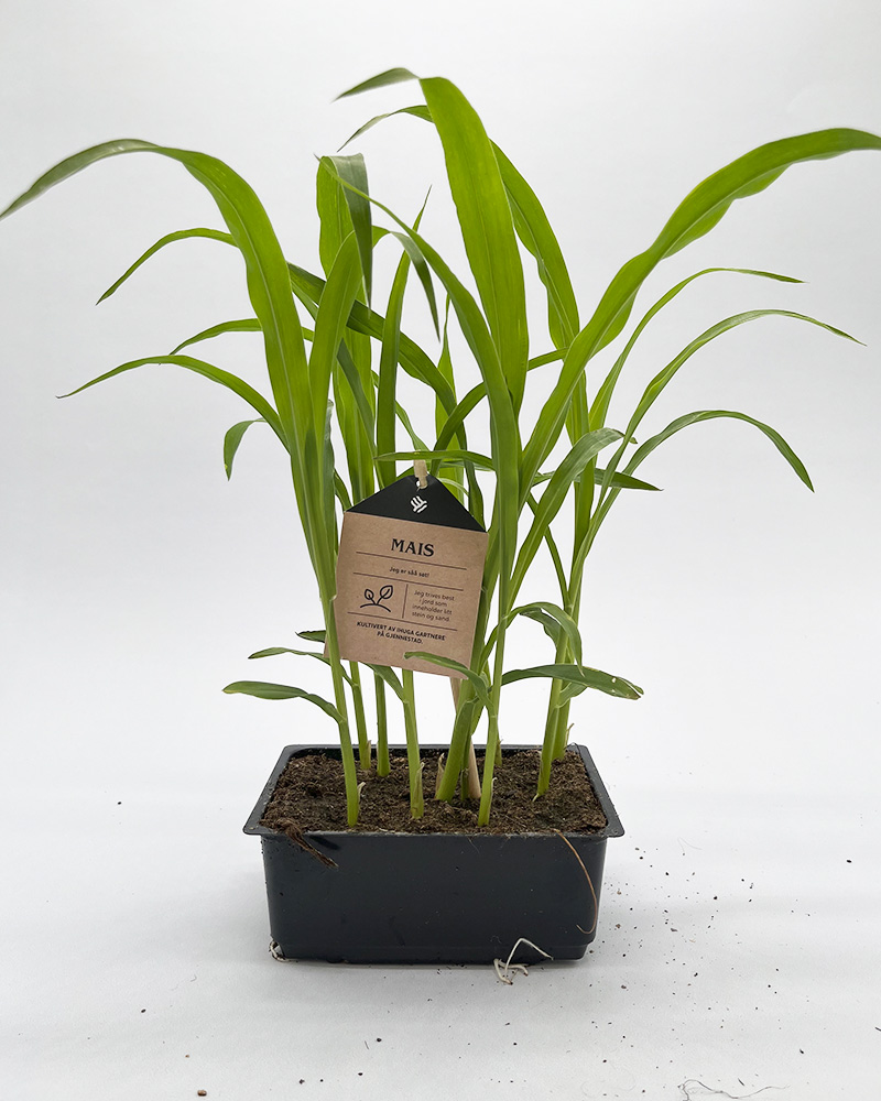 Grønnsaksplanter mais i potte
