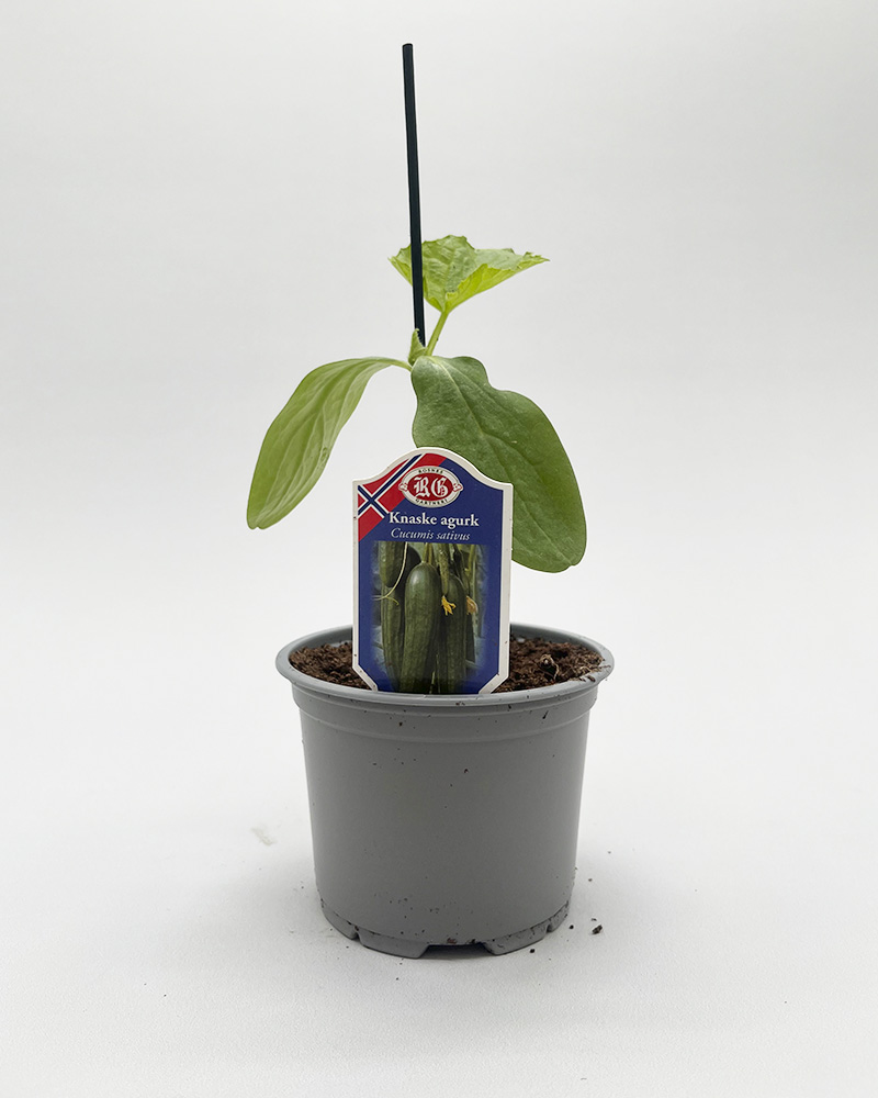 Knaskeagurk kalles også snacksagurk