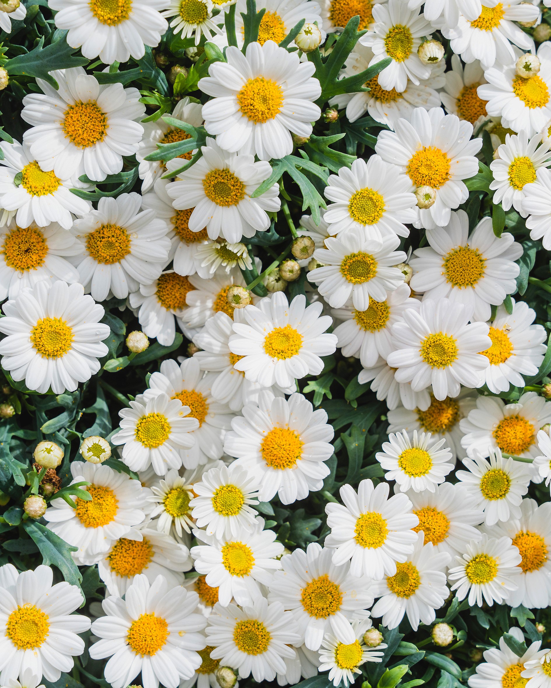 Hvit margeritt til 17. mai