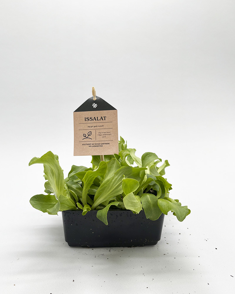 Grønnsaksplanter issalat i potte