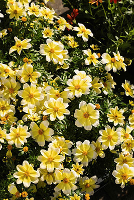 Bidens ferulifolium P14 Favoritt