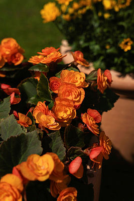 Begonia x hiemalis P14 Favoritt