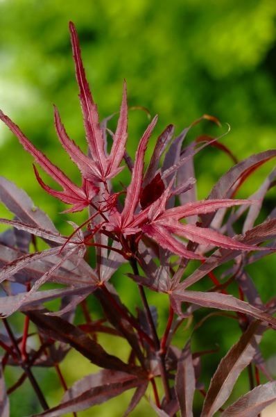 Acer palmatum Pevé Dave P19