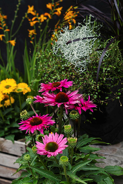 Echinacea hybrid P17