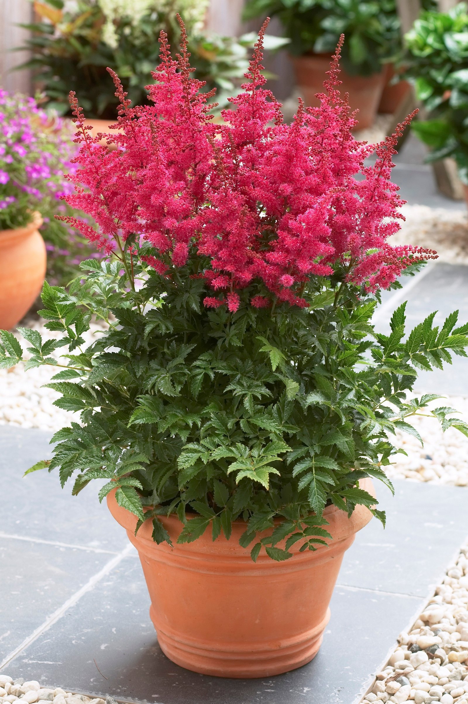 Astilbe 'Fanal' 3,5 liter potte