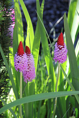 Primula vialii P17 Red Hot Poker
