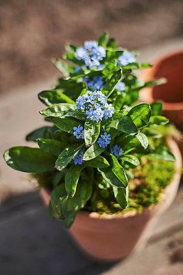 Myosotis scorpioides (palustris) P17 Thüringen