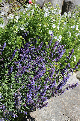 Nepeta faassenii