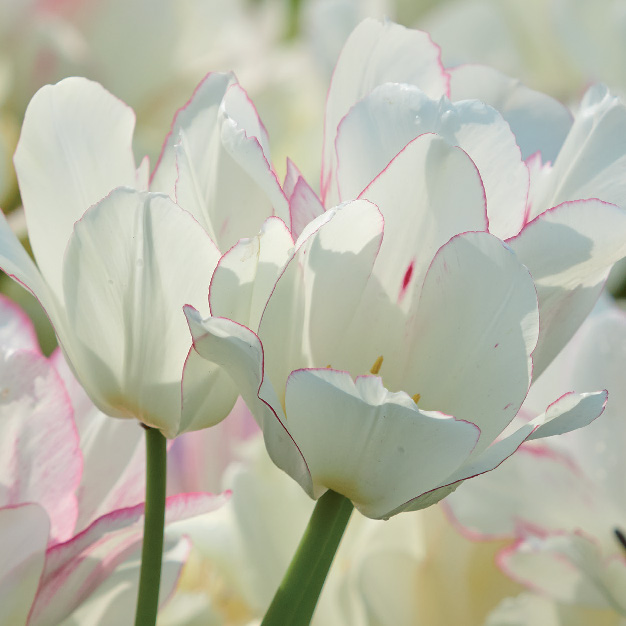 hvit tulipan med vakre rosa kanter og detaljer