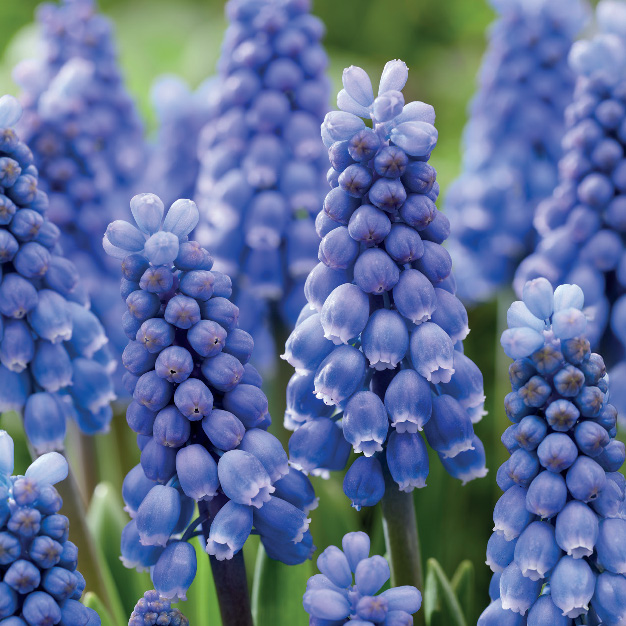 blå perlemorblomst muscari