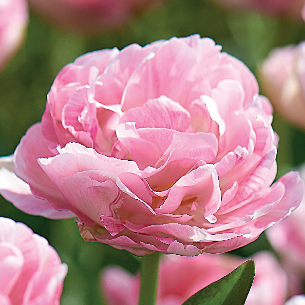 rosa tulipan med mange blader