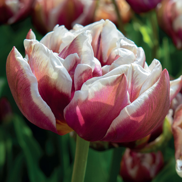 tulipan flerfarget rosa mange blader