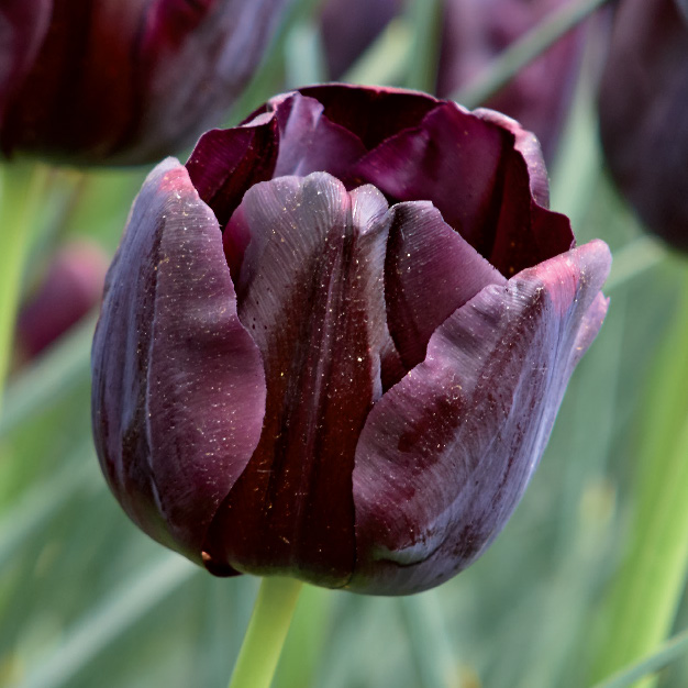 tulipan burgunder
