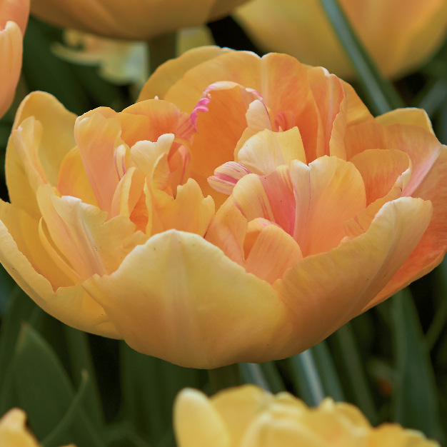tulipan ferskenfarget 