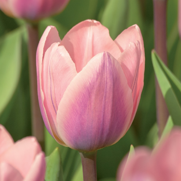 tulipan rosa med mørk rosa detaljer