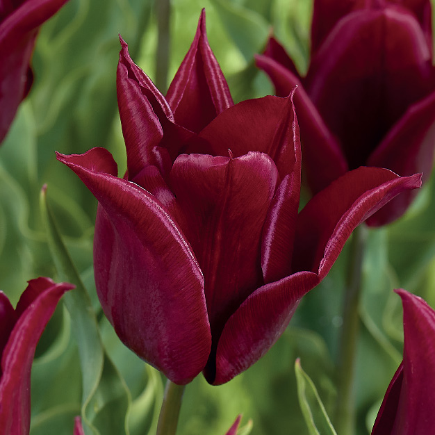 tulipan burgunderfarget