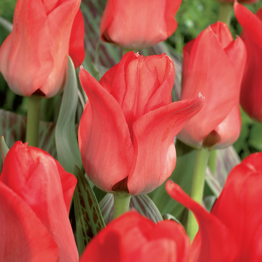rød tulipan med spisse blader